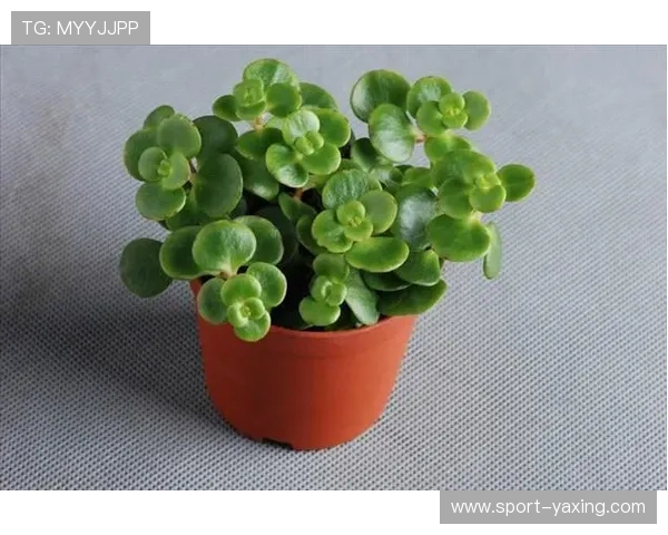 开运正规官网聚焦准确信息,让你轻松找到适合自己的开运方法 开运正规官网聚焦准确信息,让你轻松找到适合自己的开运方法